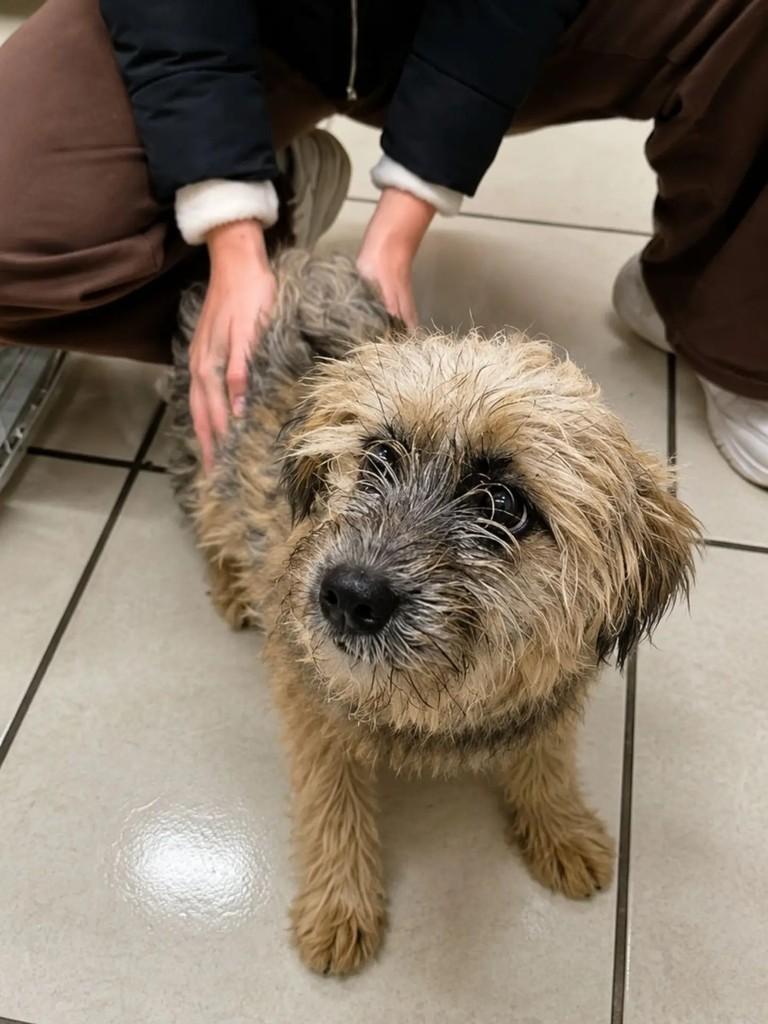 Frida, cadela de porte pequeno para adoção em Pelotas - RS