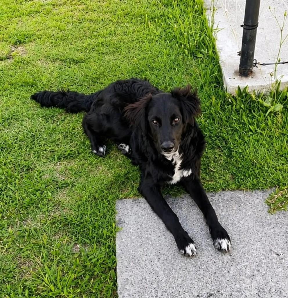 Amigo, cachorro de porte médio para adoção em Pelotas - RS