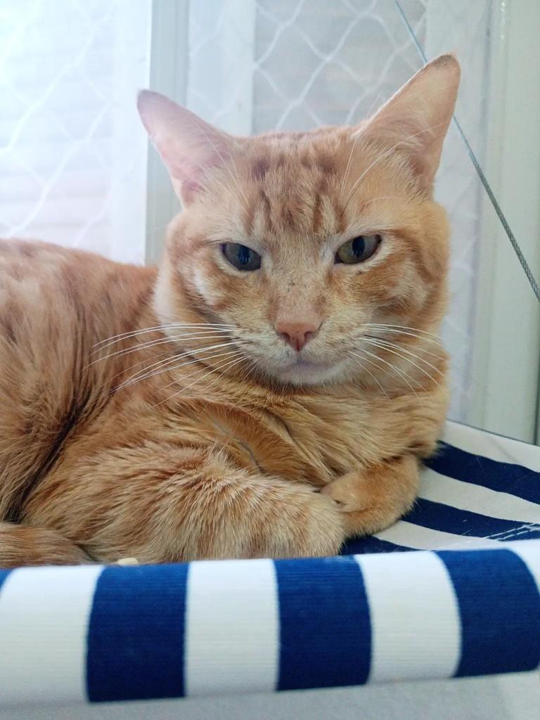 Cheetos, gato de porte pequeno para adoção em Pelotas - RS