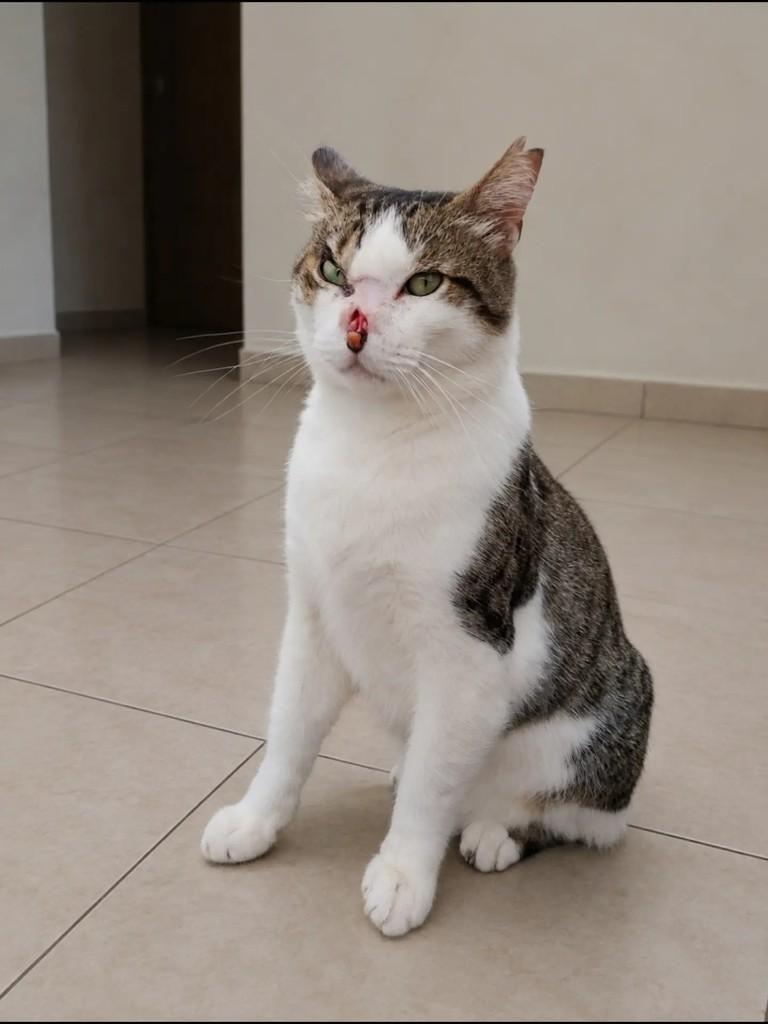 Lord, gato de porte pequeno para adoção em Pelotas - RS