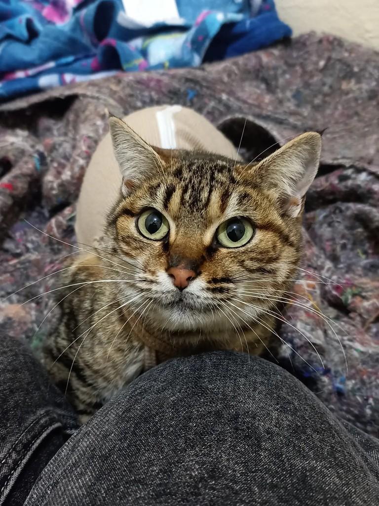 Juma, gata de porte pequeno para adoção em Pelotas - RS