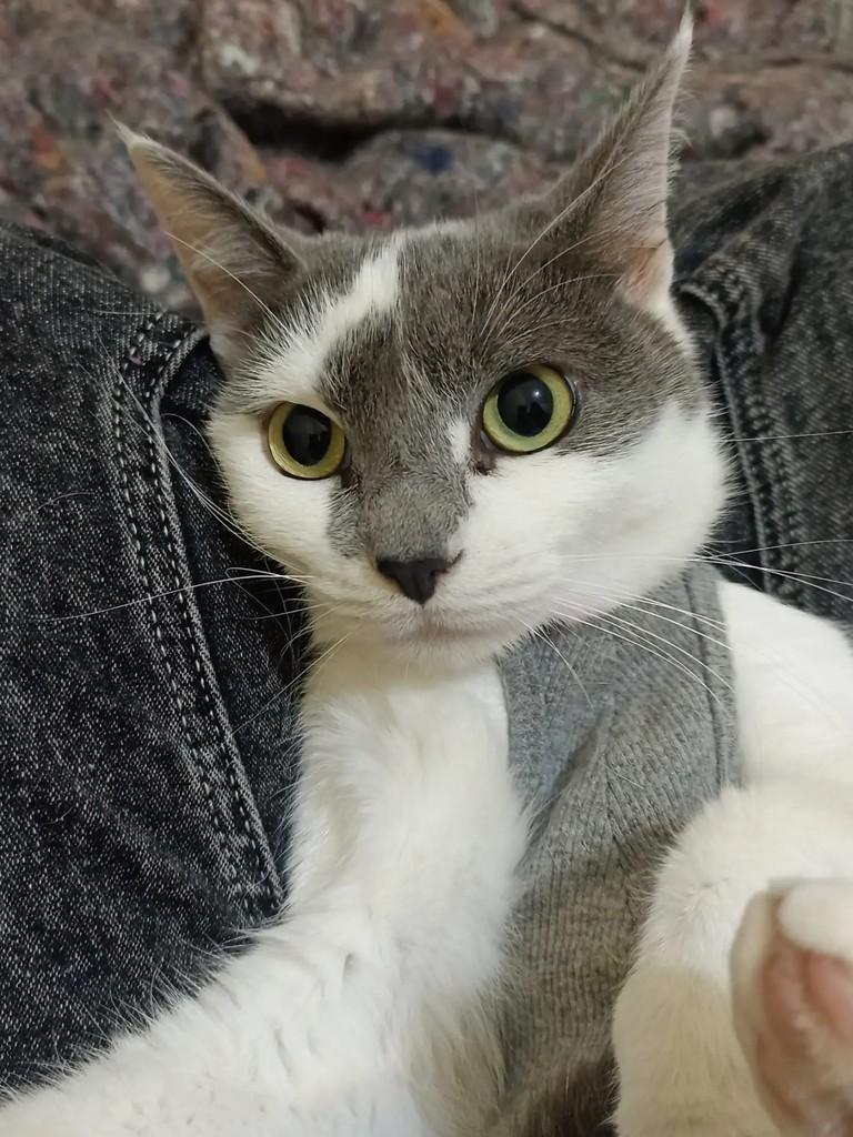 Naomi, gata de porte pequeno para adoção em Pelotas - RS