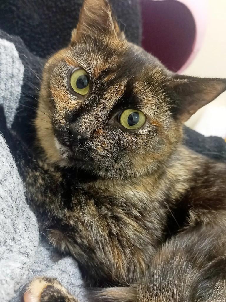 Jasmin, gata de porte médio para adoção em Pelotas - RS