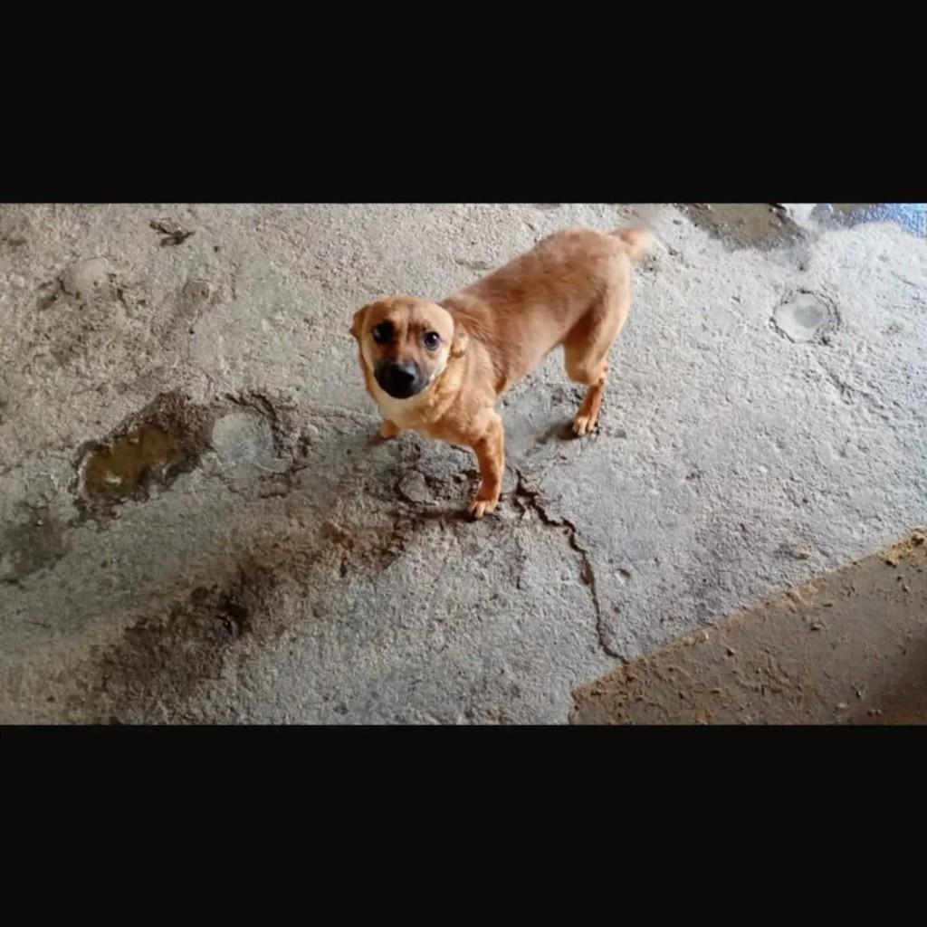Lola, cadela de porte pequeno para adoção em Pelotas - RS