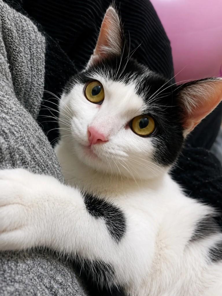 Wandinha, gata de porte pequeno para adoção em Pelotas - RS
