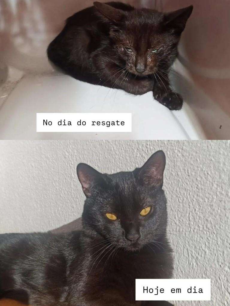 Jorginho, gato de porte pequeno para adoção em Pelotas - RS