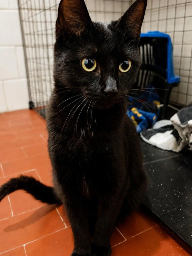 Sabrina, gata de porte pequeno para adoção em Pelotas - RS