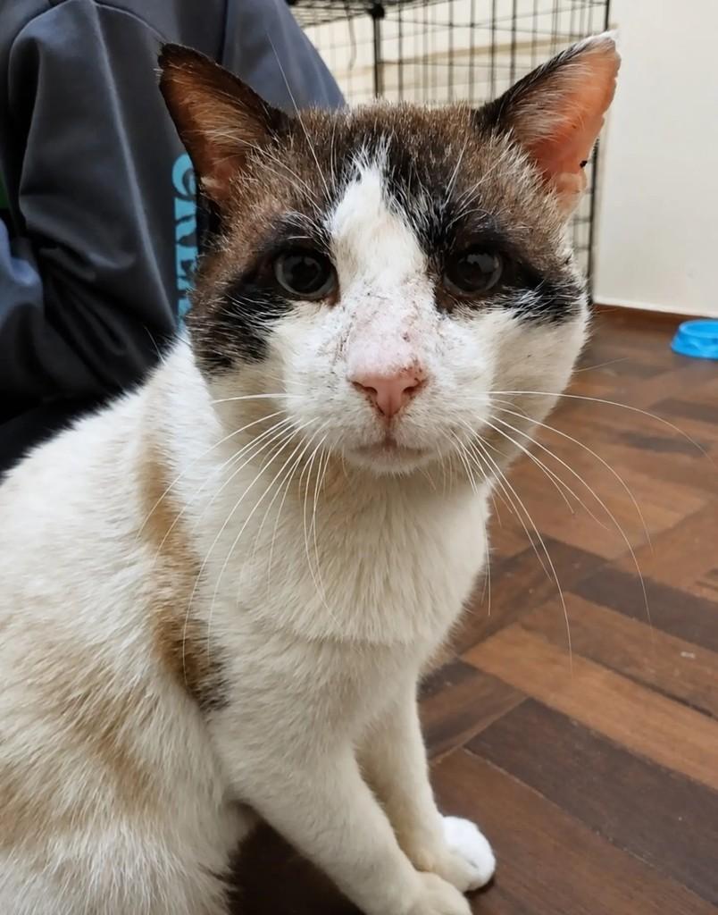 Dexter, gato de porte médio para adoção em Pelotas - RS