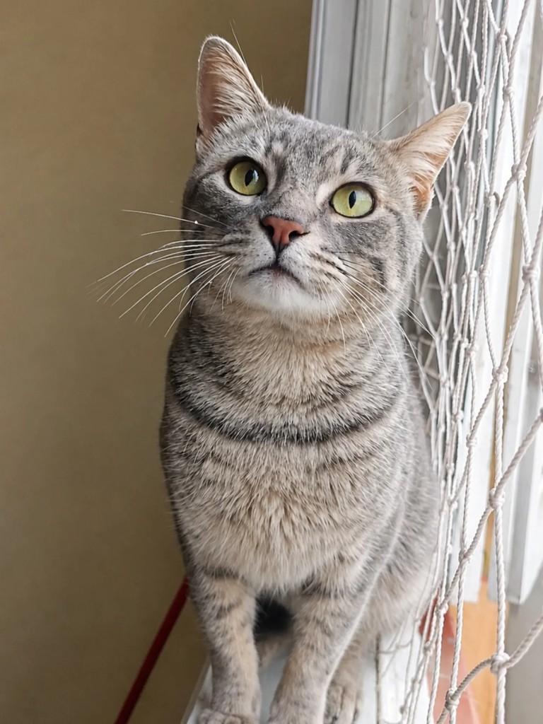 Mushu, gato de porte pequeno para adoção em Pelotas - RS