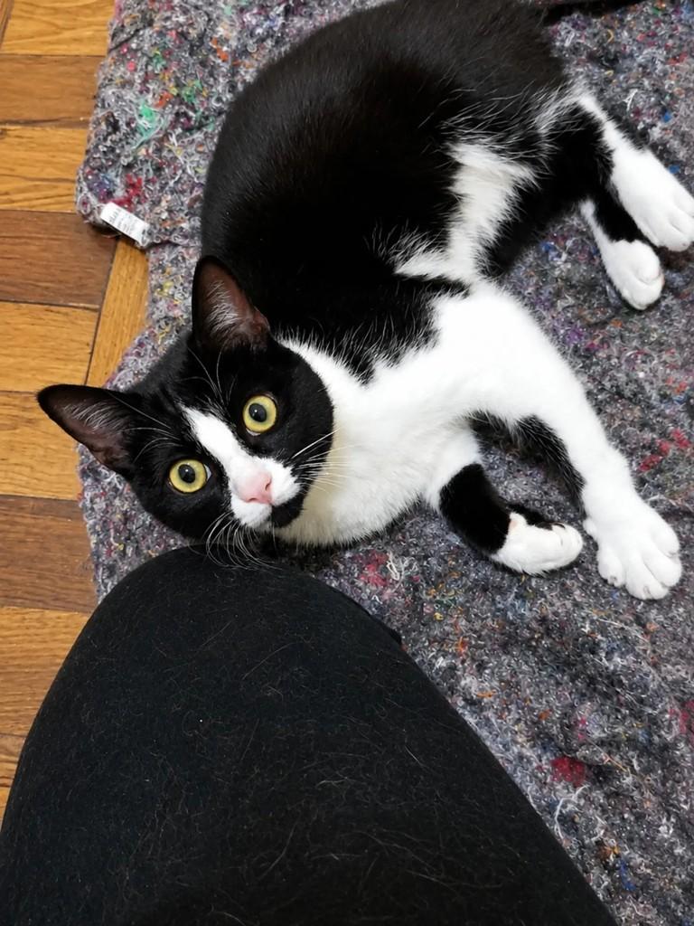Cosmo, gato de porte pequeno para adoção em Pelotas - RS