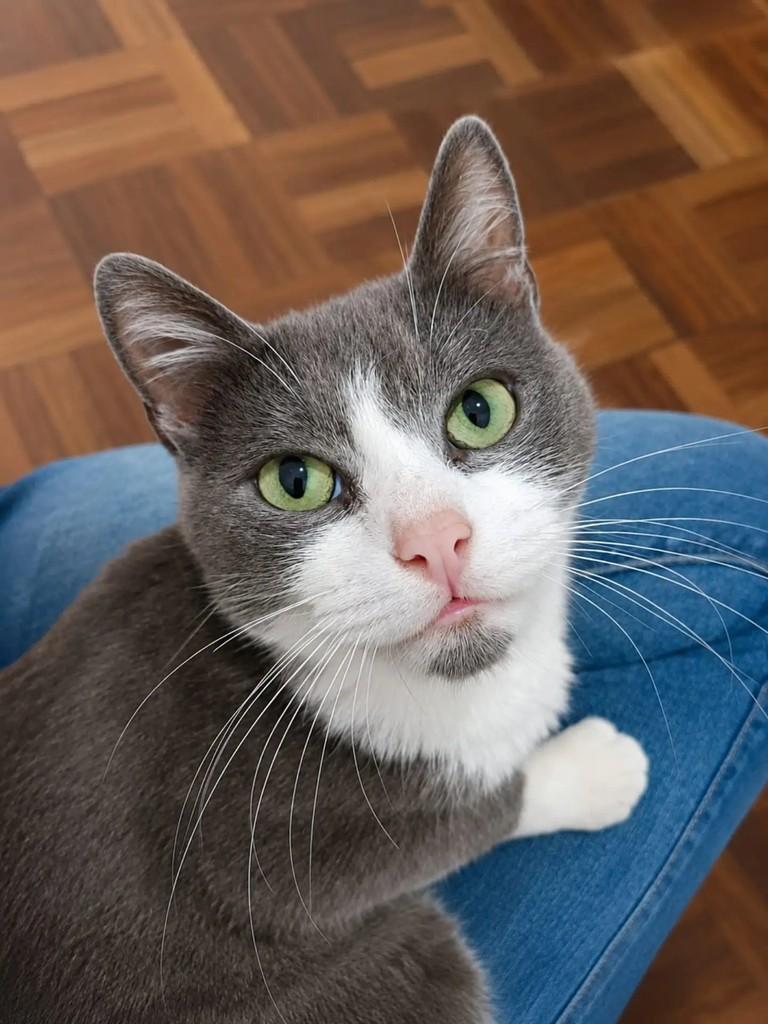 Phoebe, gata de porte médio para adoção em Pelotas - RS