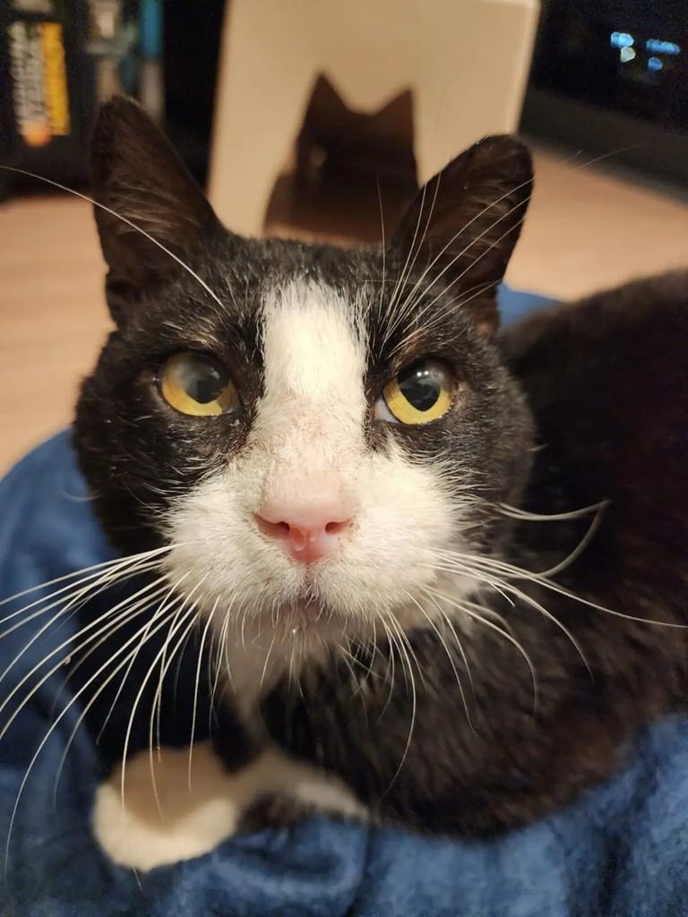 Frajolinha, gato de porte pequeno para adoção em Pelotas - RS