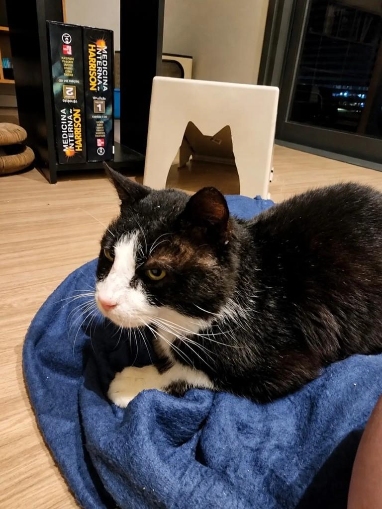 Frajolinha, gato de porte pequeno para adoção em Pelotas - RS — foto 2 de 2