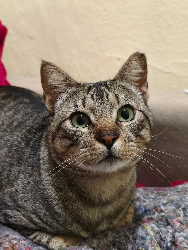 Tigrinho, gato de porte pequeno para adoção em Pelotas - RS