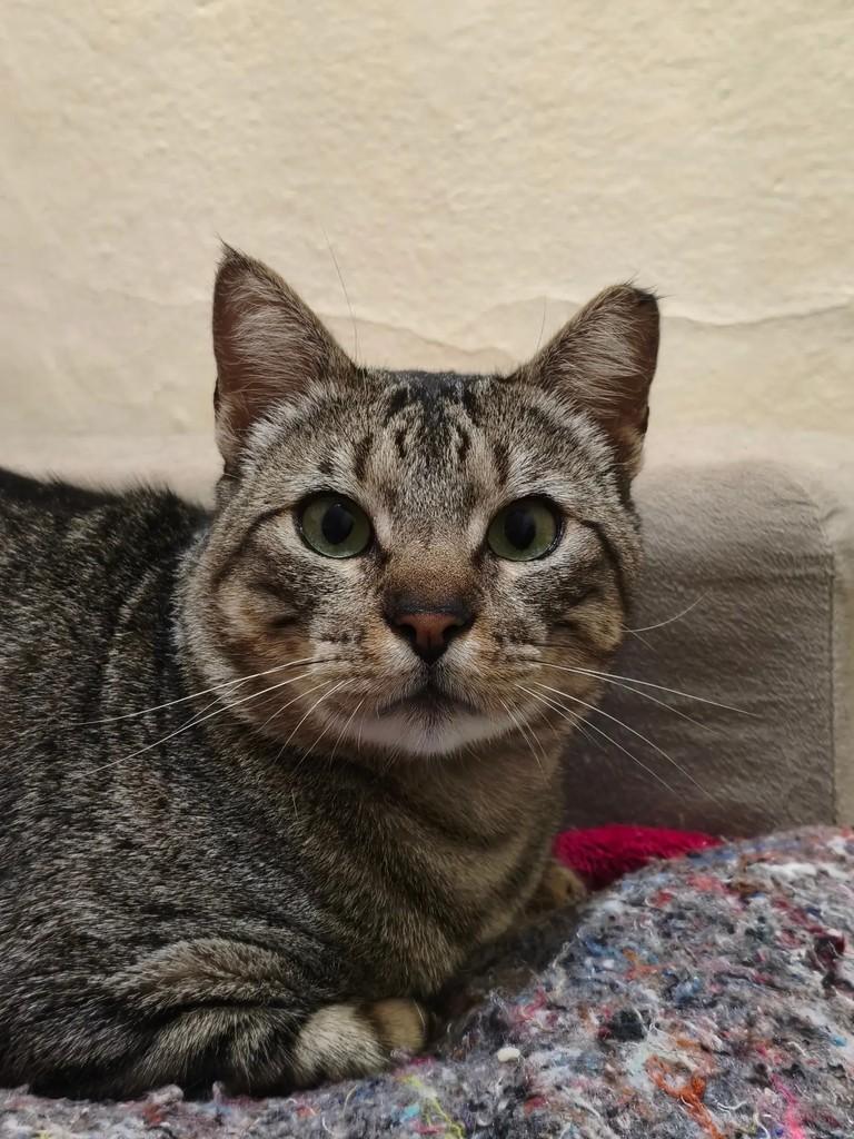 Tigrinho, gato de porte pequeno para adoção em Pelotas - RS — foto 2 de 4