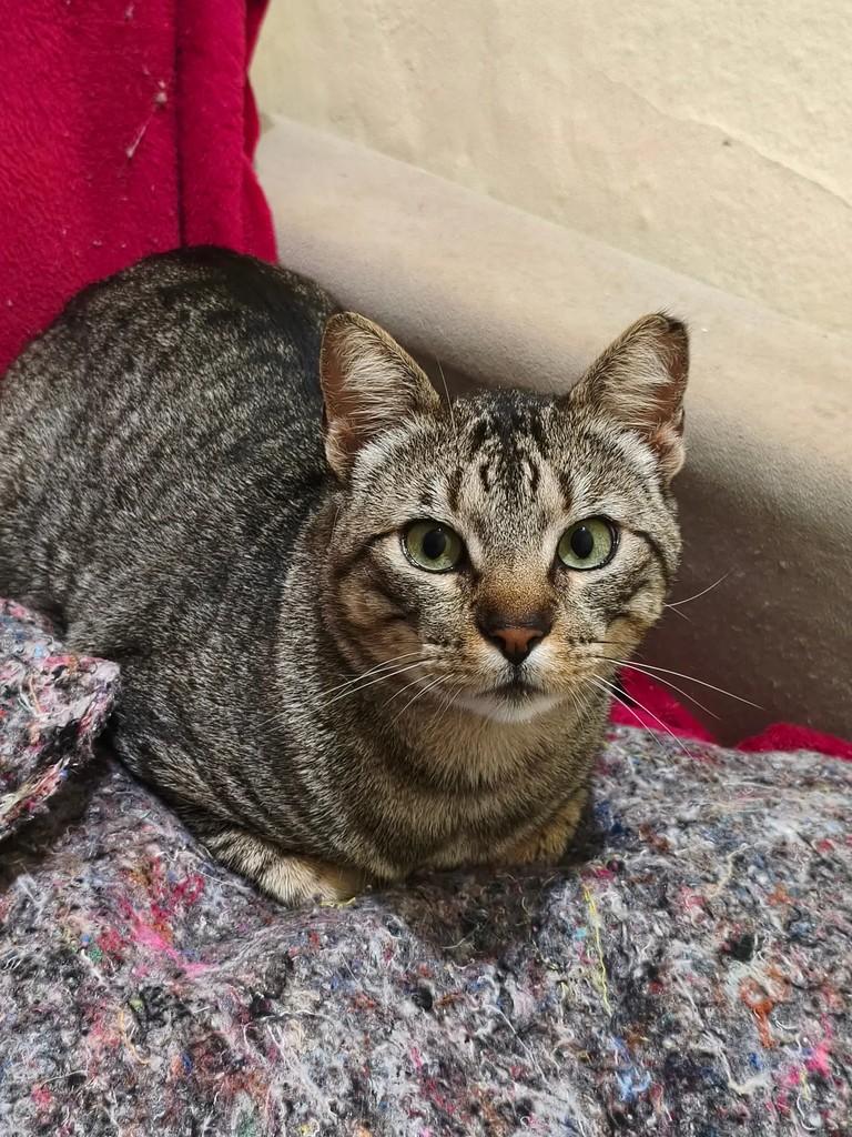 Tigrinho, gato de porte pequeno para adoção em Pelotas - RS — foto 3 de 4