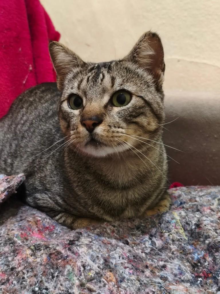 Tigrinho, gato de porte pequeno para adoção em Pelotas - RS — foto 4 de 4