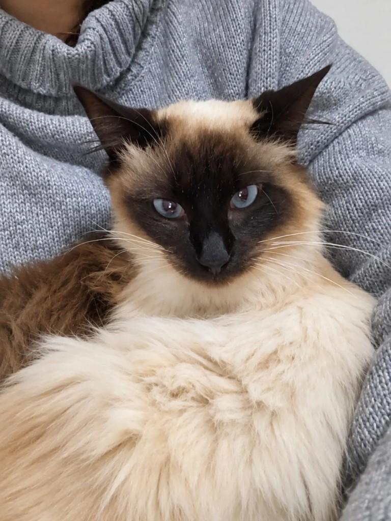 Pudim, gato de porte pequeno para adoção em Pelotas - RS — foto 2 de 4