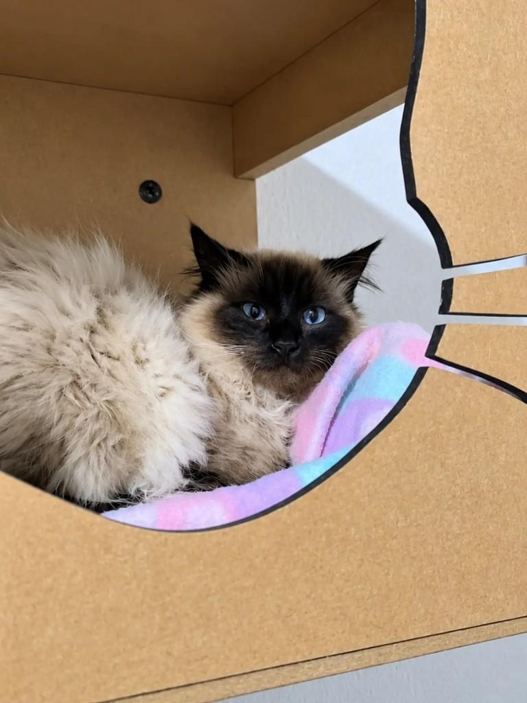 Pudim, gato de porte pequeno para adoção em Pelotas - RS — foto 3 de 4