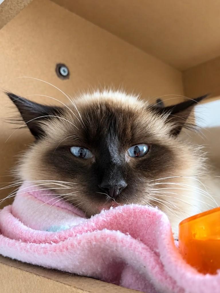 Pudim, gato de porte pequeno para adoção em Pelotas - RS — foto 4 de 4