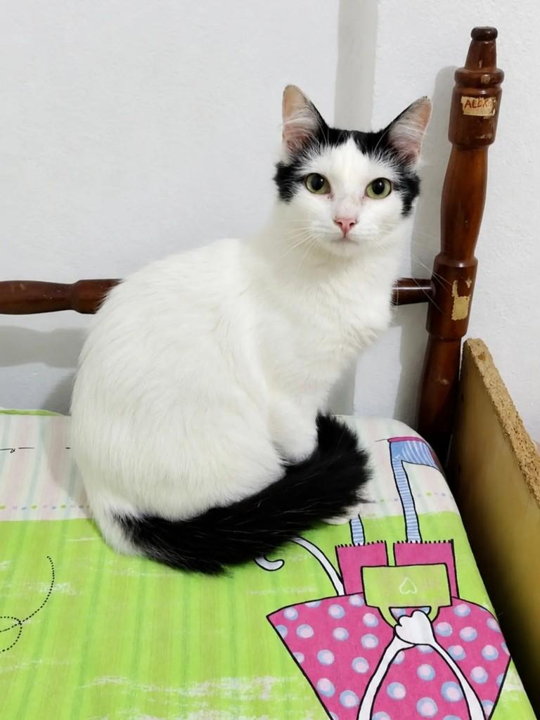 Vênus, gata de porte pequeno para adoção em Pelotas - RS