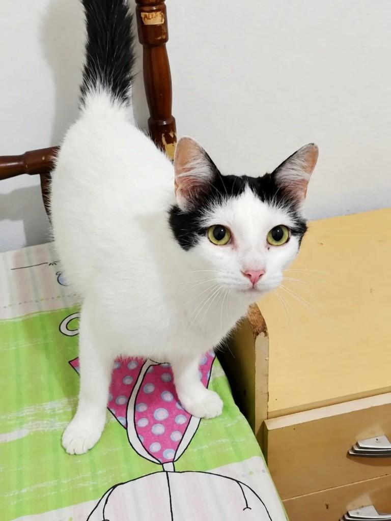 Vênus, gata de porte pequeno para adoção em Pelotas - RS — foto 2 de 3