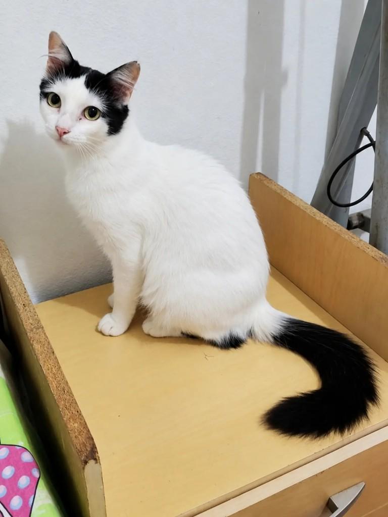 Vênus, gata de porte pequeno para adoção em Pelotas - RS — foto 3 de 3