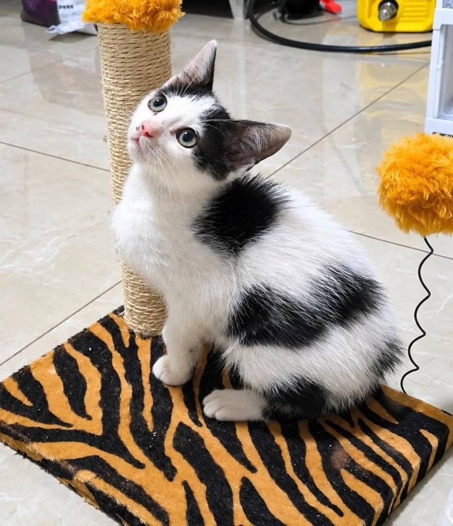 Charlie, gato de porte pequeno para adoção em Pelotas - RS