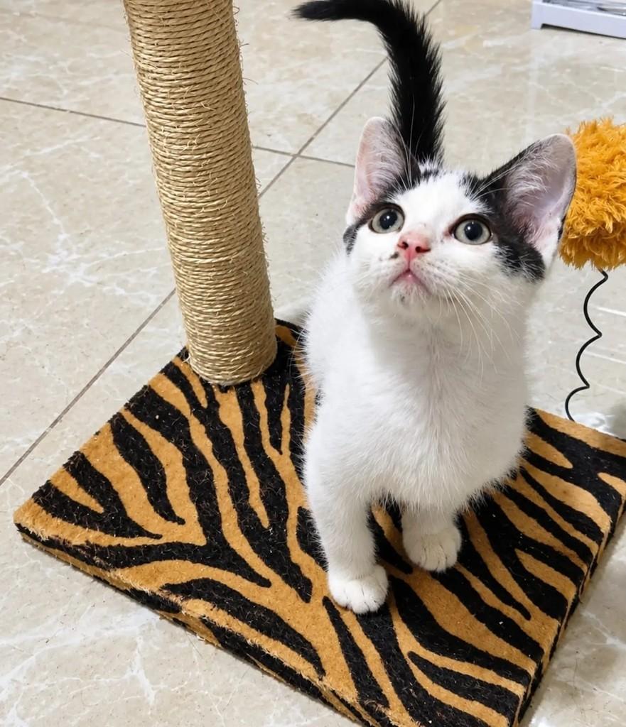 Charlie, gato de porte pequeno para adoção em Pelotas - RS — foto 2 de 4