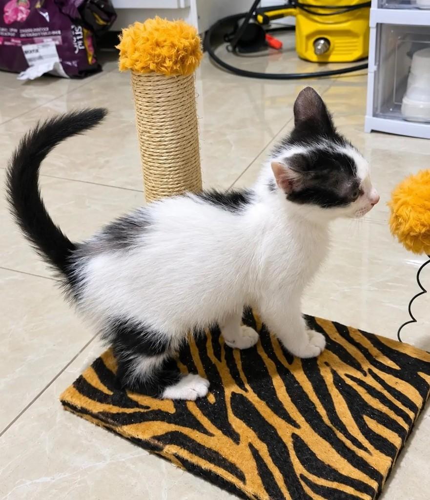 Charlie, gato de porte pequeno para adoção em Pelotas - RS — foto 3 de 4