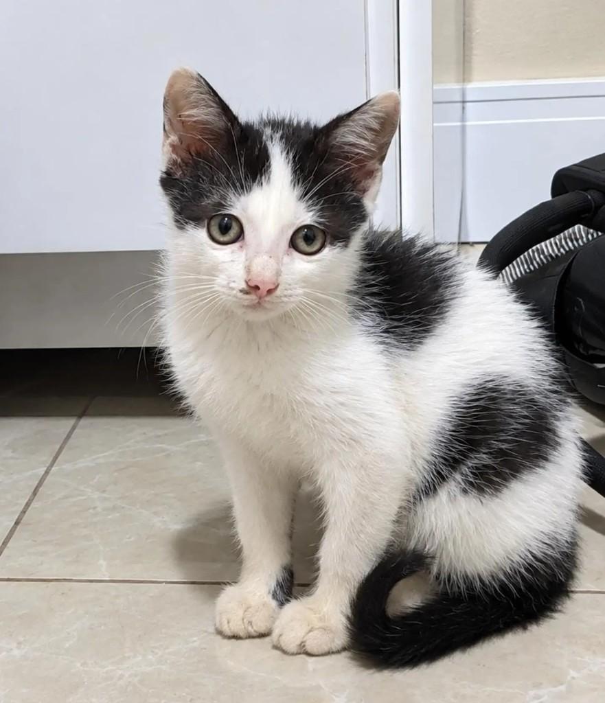 Charlie, gato de porte pequeno para adoção em Pelotas - RS — foto 4 de 4