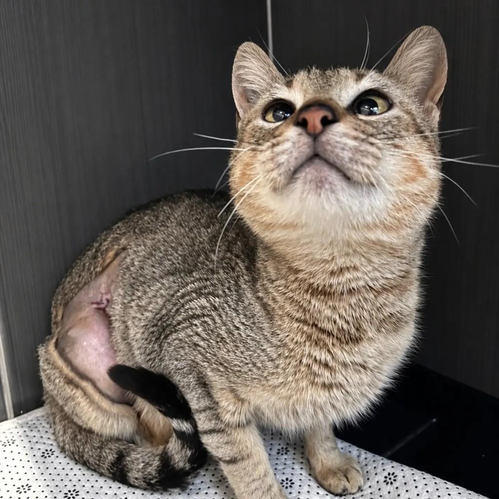 Dory, gata de porte médio para adoção em Pelotas - RS — foto 2 de 4