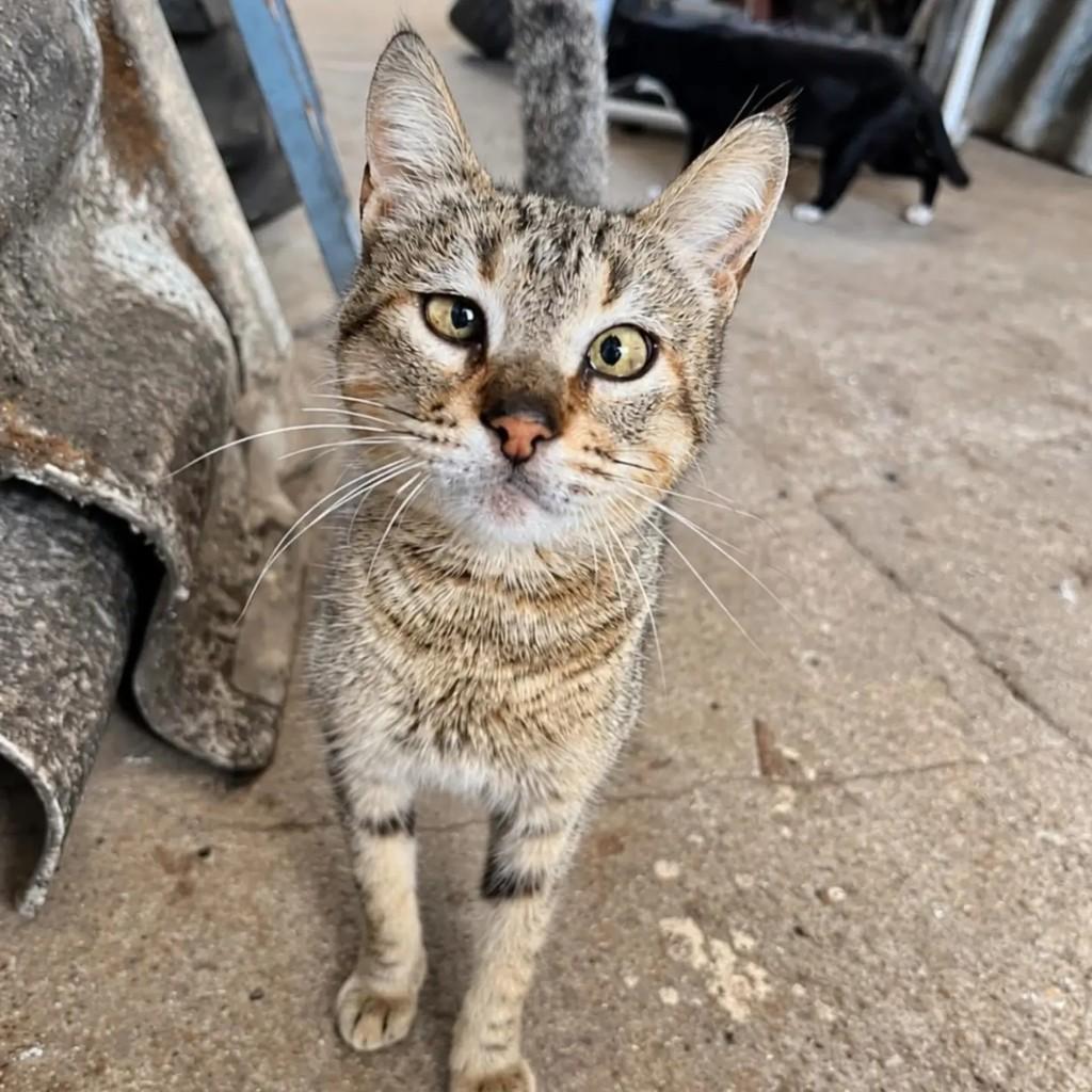 Dory, gata de porte médio para adoção em Pelotas - RS — foto 3 de 4