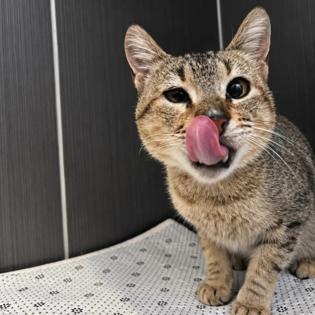 Dory, gata de porte médio para adoção em Pelotas - RS — foto 4 de 4