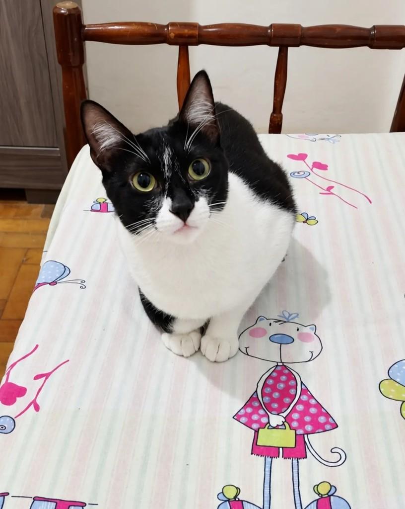Zorro, gato de porte pequeno para adoção em Pelotas - RS