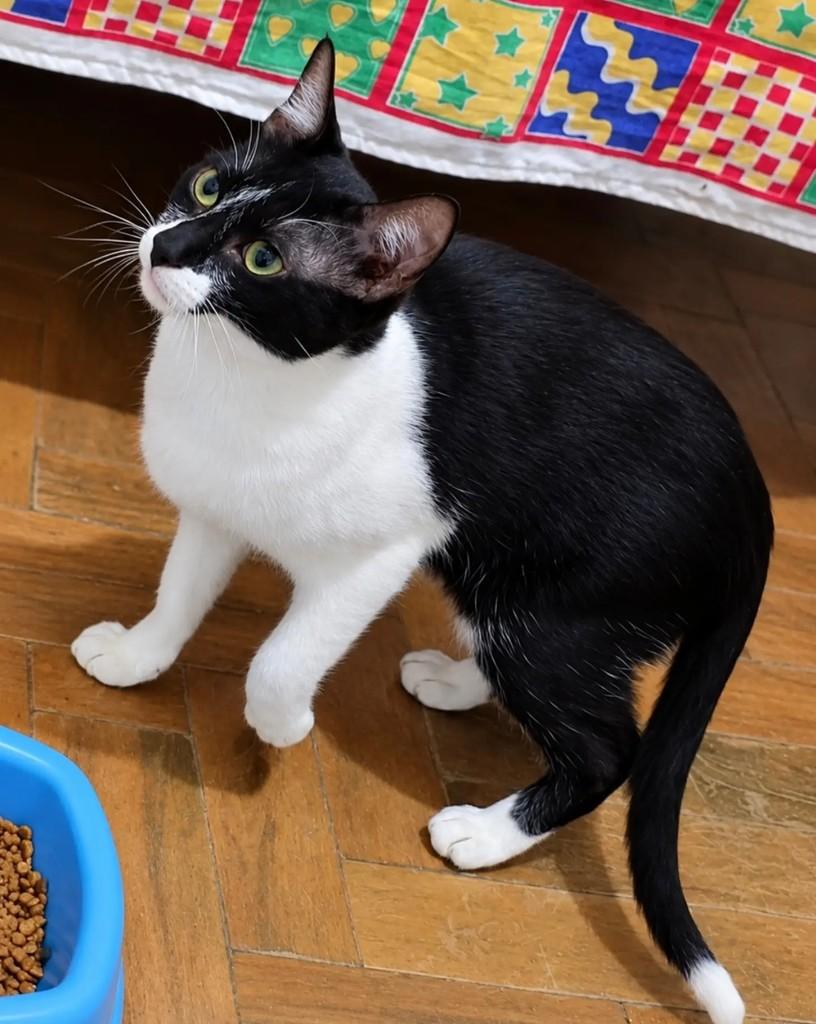 Zorro, gato de porte pequeno para adoção em Pelotas - RS — foto 2 de 3