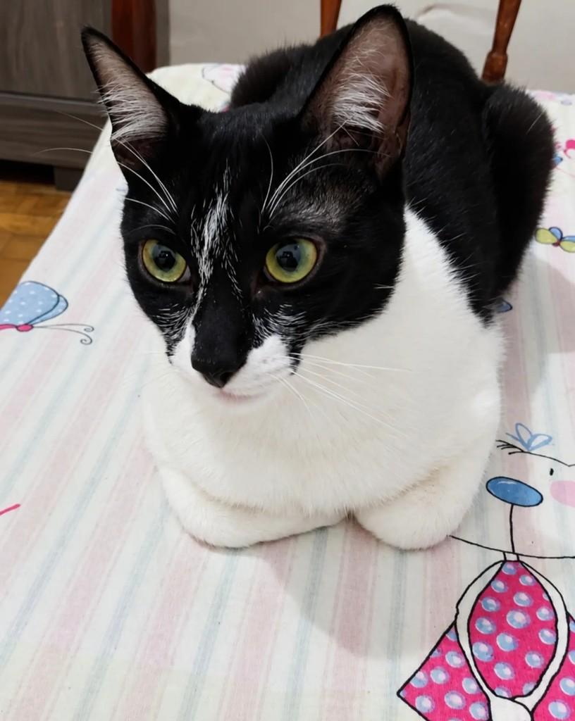 Zorro, gato de porte pequeno para adoção em Pelotas - RS — foto 3 de 3