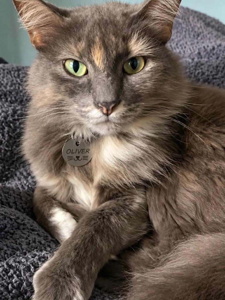 Jade, gata de porte médio para adoção em Pelotas - RS