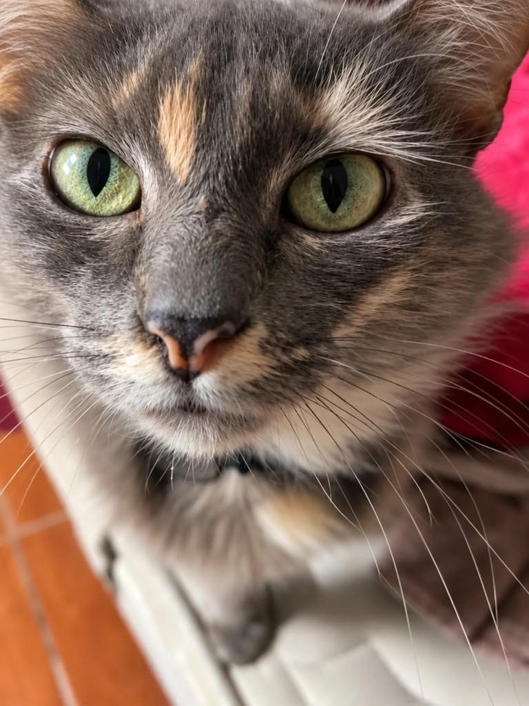 Jade, gata de porte médio para adoção em Pelotas - RS — foto 2 de 6
