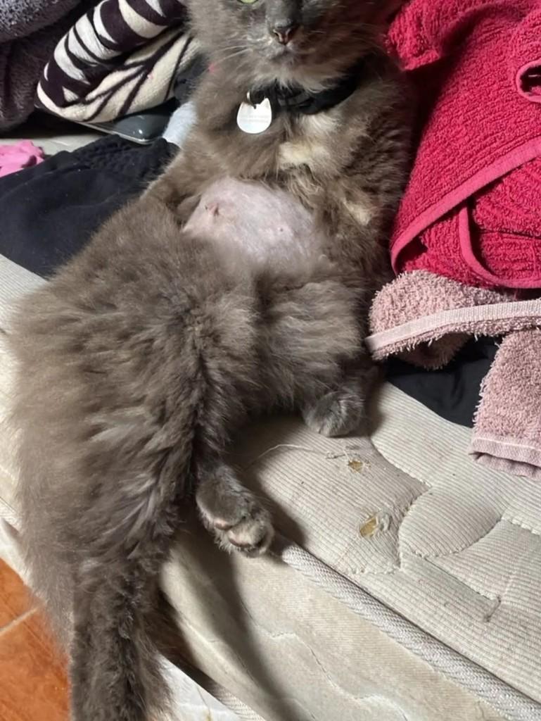 Jade, gata de porte médio para adoção em Pelotas - RS — foto 3 de 6