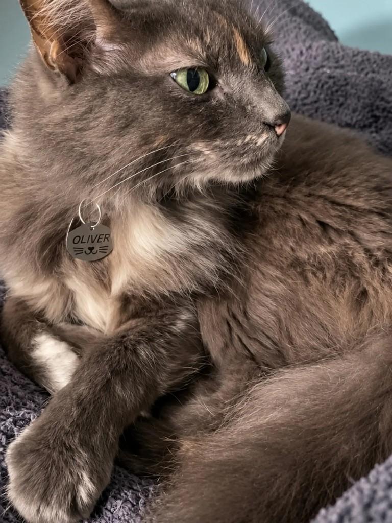 Jade, gata de porte médio para adoção em Pelotas - RS — foto 4 de 6