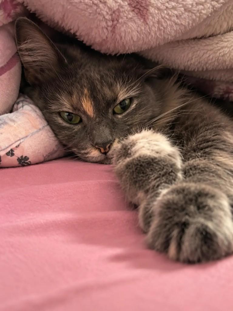 Jade, gata de porte médio para adoção em Pelotas - RS — foto 5 de 6