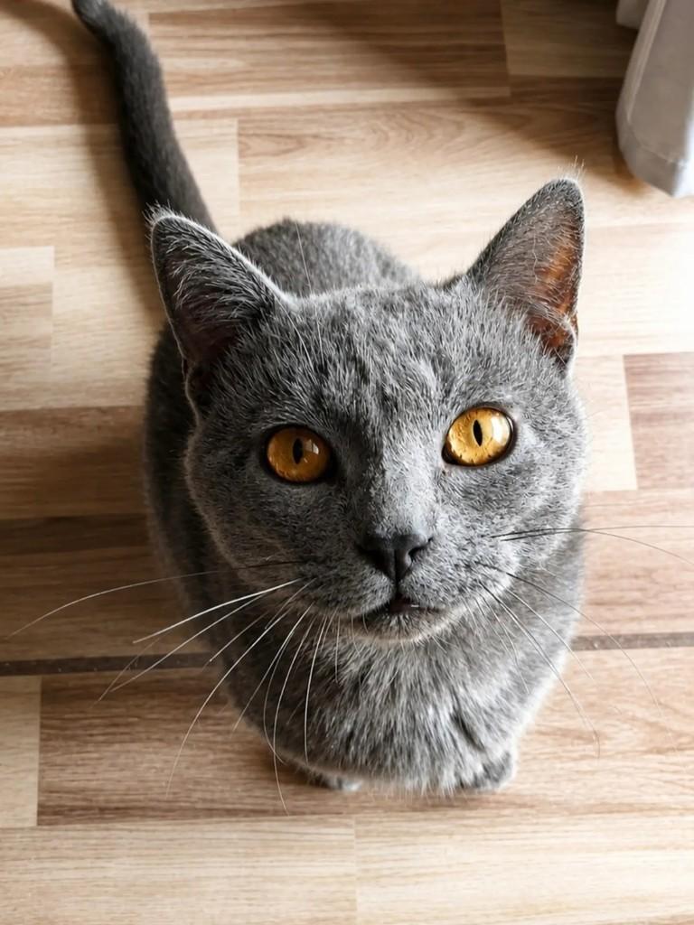 Daemon, gato para adoção em Pelotas - RS