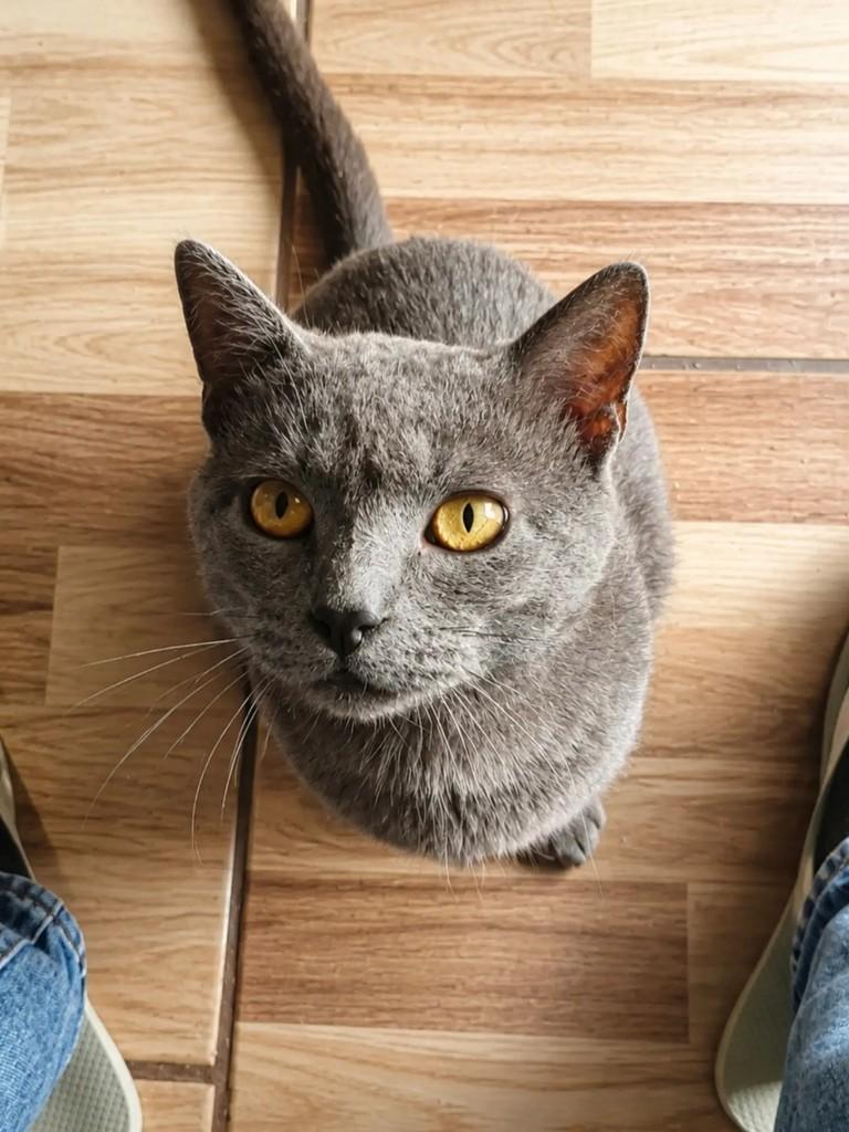 Daemon, gato para adoção em Pelotas - RS — foto 2 de 6