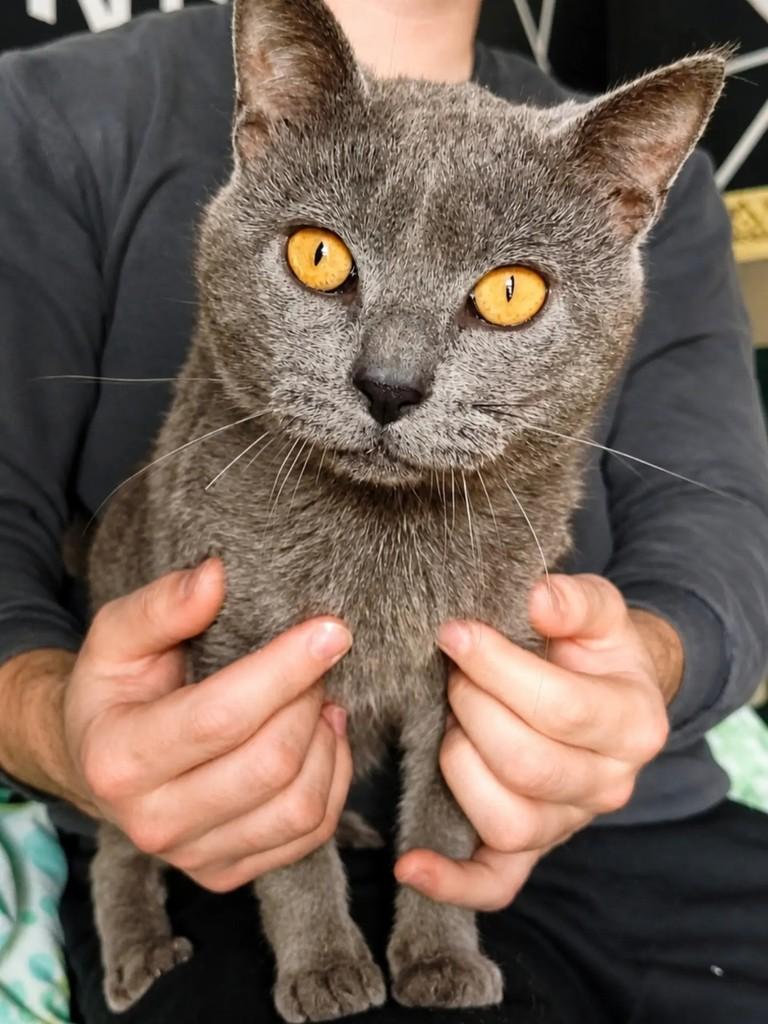 Daemon, gato para adoção em Pelotas - RS — foto 3 de 6