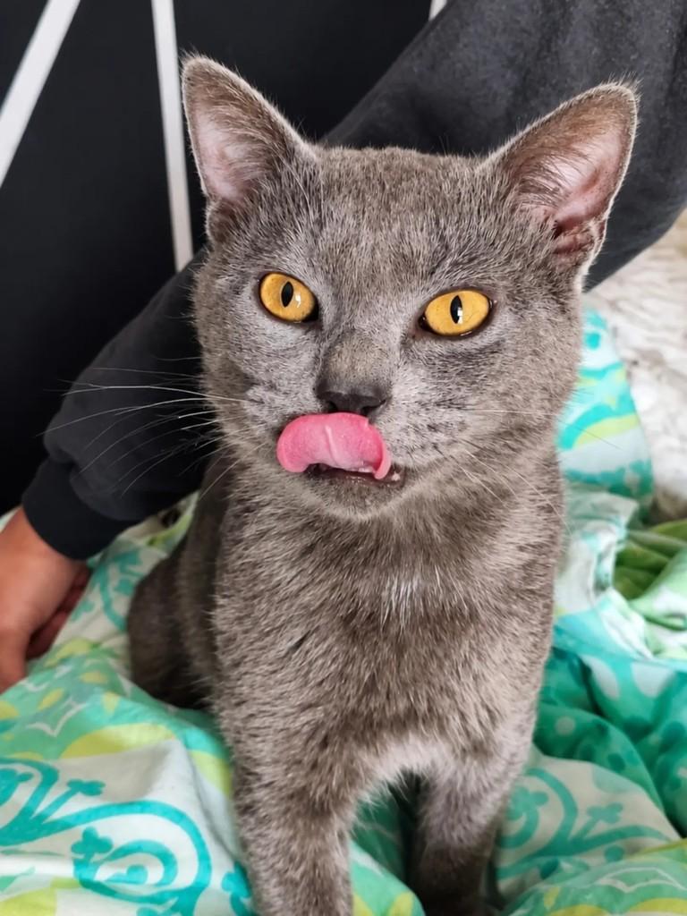 Daemon, gato para adoção em Pelotas - RS — foto 4 de 6