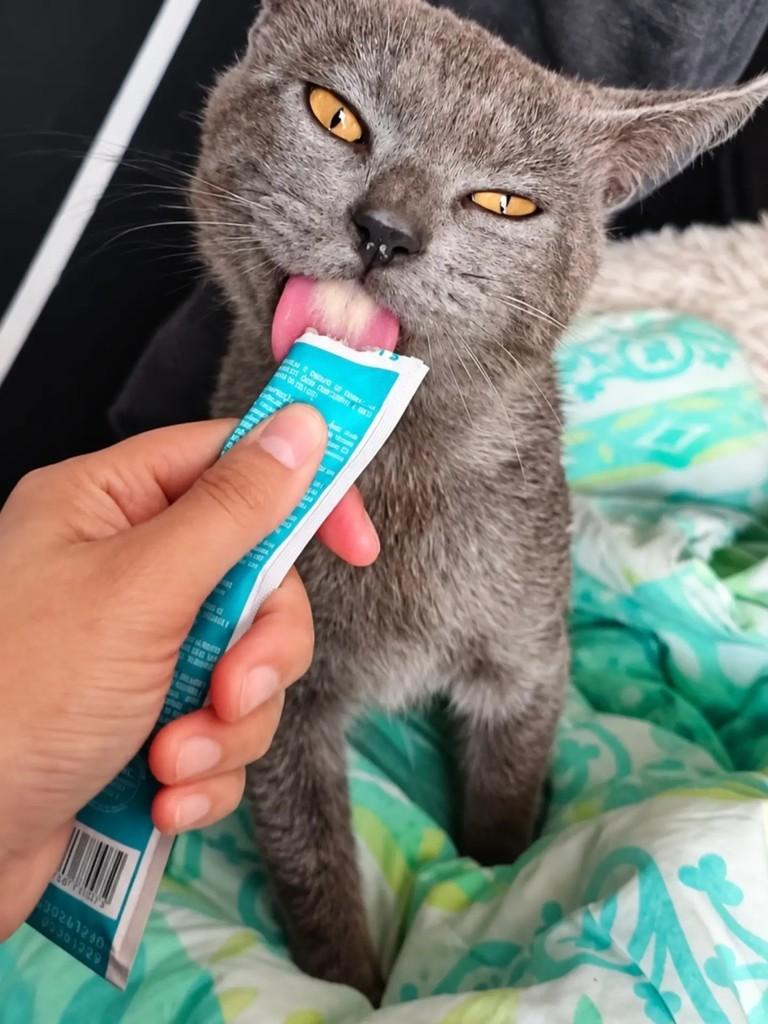 Daemon, gato para adoção em Pelotas - RS — foto 5 de 6