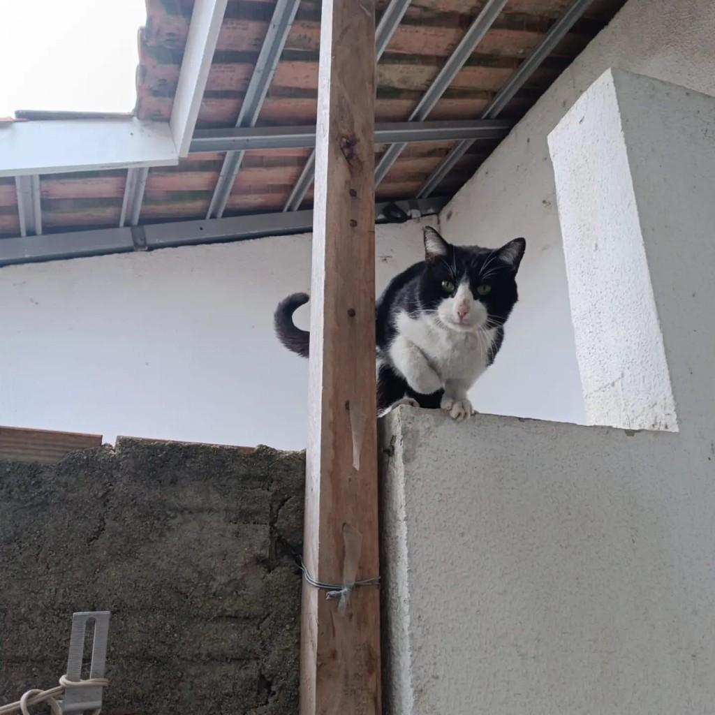 Frajola, gato de porte médio para adoção em Pelotas - RS