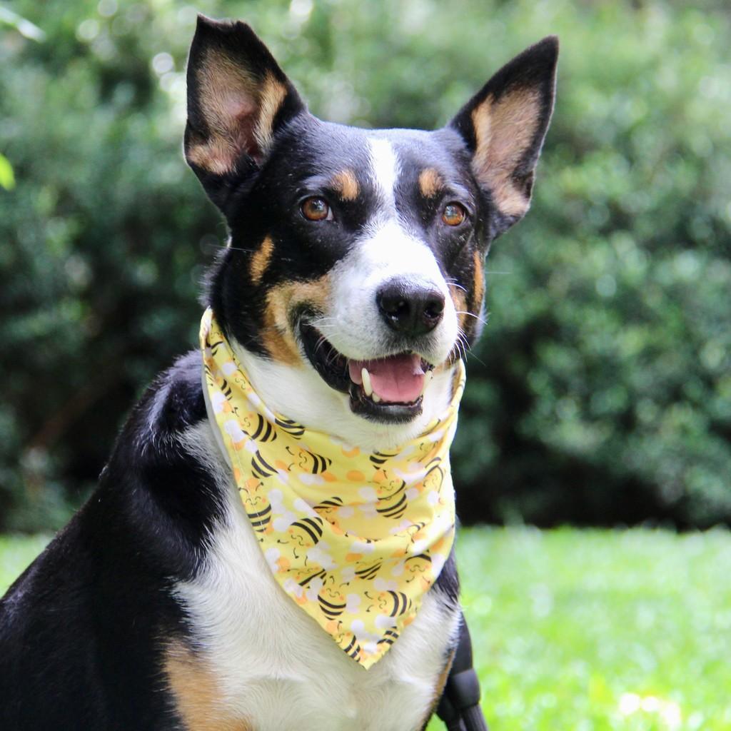 Bentinho, cachorro de porte médio para adoção em São Paulo - SP