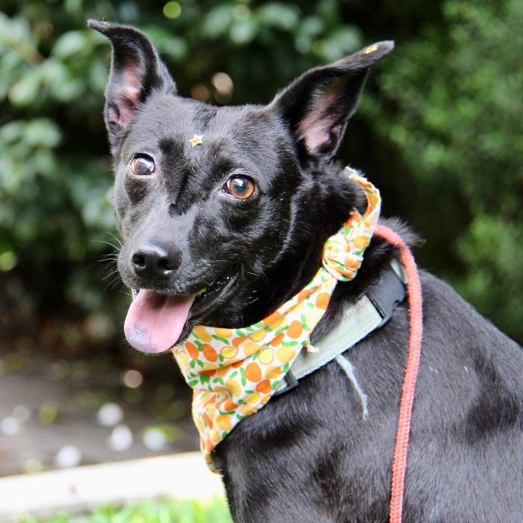 Maré, cachorro de porte pequeno para adoção em São Paulo - SP